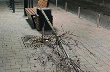 Вчепився, щоб не впасти: дерево на вул. Чорновола зламав 44-річний тернополянин