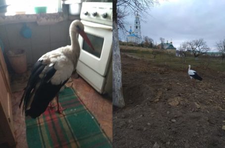 На Тернопільщині в монастирі оселився лелека