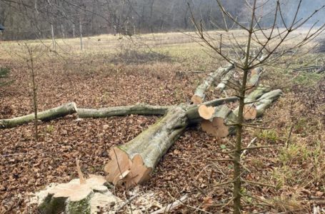 У заповідній зоні в Бучацькому районі незаконно вирубують дерева