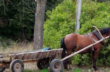 Коня з підводою викрав нетверезий односелець у жителя Тернопільщини