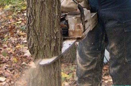 У Кременецькому районі чоловіка вбило дерево