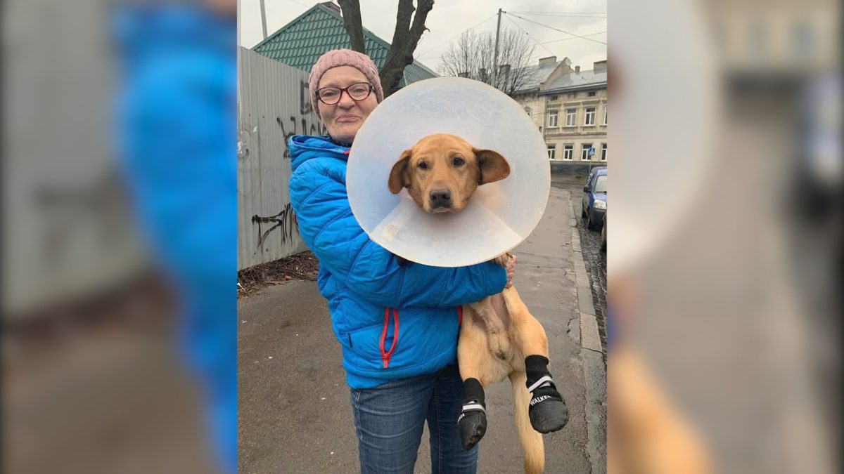 Лапки без подушок. У Чорткові за чотирилапим доглядатимуть пожиттєво