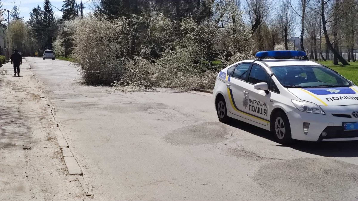 На вул. Білецькій у Тернополі вітер повалив дерево (Фото)